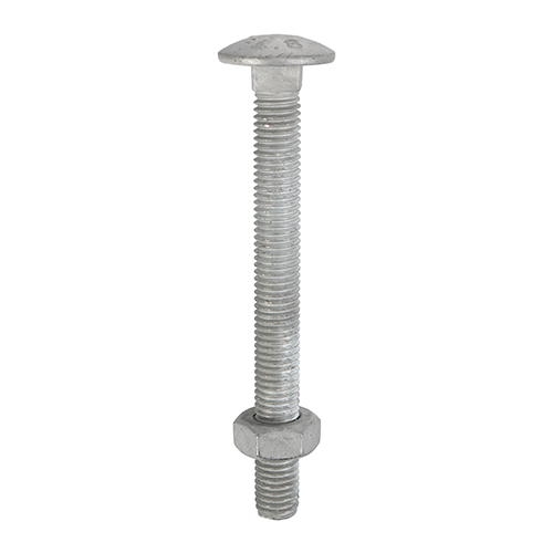 M8 x 150 Carriage Bolt & Hex Nut - HDG